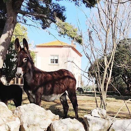 Au Coeur De La Nature Coursan Eksteriør bilde